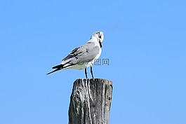鳥,性質(zhì),野生動物