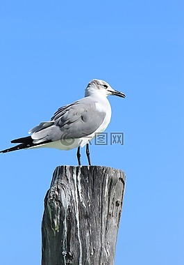 鳥,性質(zhì),野生動物