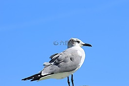 鳥,性質(zhì),野生動物