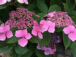 花,lacecap,绣球