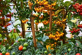 植物,花園,春