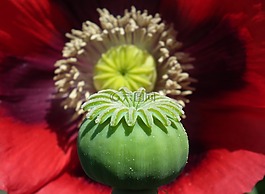 花,罂粟花园,植物