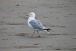 青魚鷗,海灘,澤福格爾