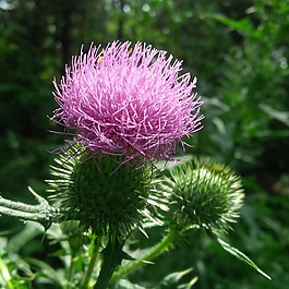 薊,植物區(qū)系,花