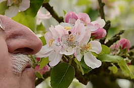 鼻子,氣味,花卉