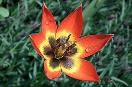 花,郁金香,春