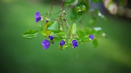 葉,植物區(qū)系,自然