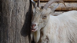 山羊,動物,哺乳動物