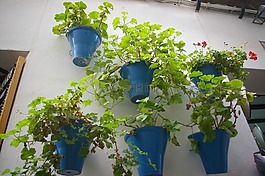 花盆,人民,鮮花