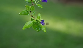 葉,植物區(qū)系,自然