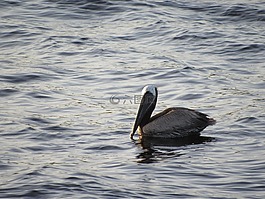 鵜,鳥,浮動