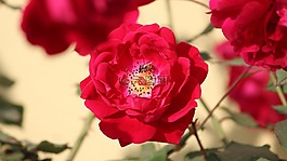 玫瑰,羅莎,花