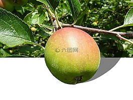 蘋果,水果,維生素