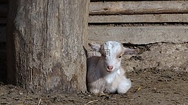 山羊,動物,哺乳動物