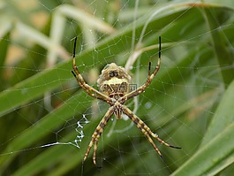 昆蟲,蜘蛛,web
