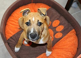 amstaff,斗牛犬,小狗