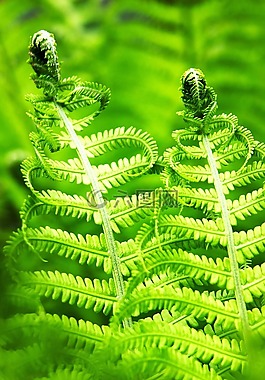 蕨類,蕨菜,性質