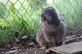 兔,動物,野兔