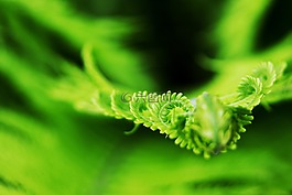 蕨類,蕨菜,性質