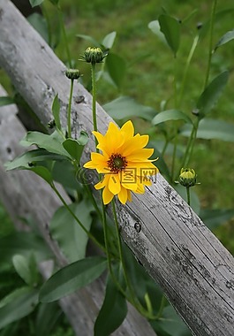 黃色花,字段,圍欄