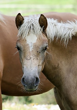 haflinger,马,小马驹