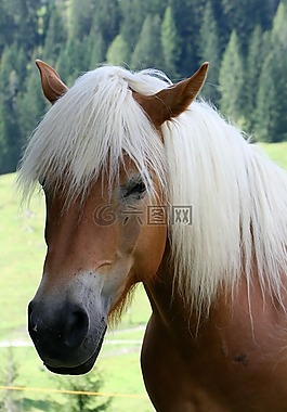 haflinger,马,动物