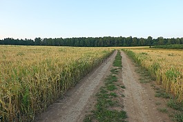 夏季,字段,路