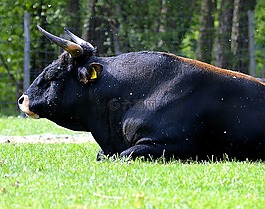 公牛,角,牛肉