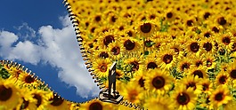 向日葵,夏季,天空