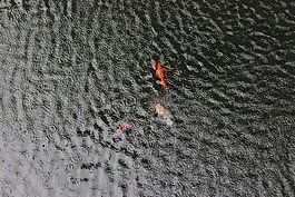 花式的鲤鱼。,鱼塘,雨