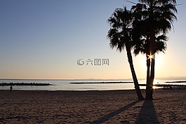 太陽,海灘,棕櫚