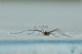 性質(zhì),動物世界,節(jié)肢動物