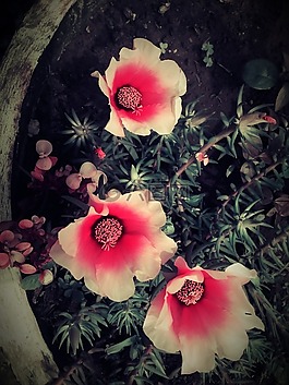 花卉,春,甜