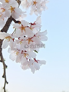 春天,櫻花盛開,鮮花