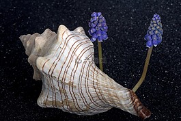 外殼,花,perlhyazinth