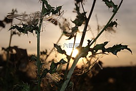 薊,太陽,日落