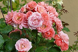 園林花卉,粉紅色,三文魚