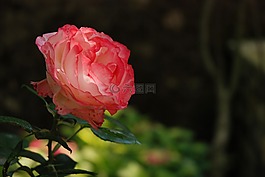 花,自然,玫瑰