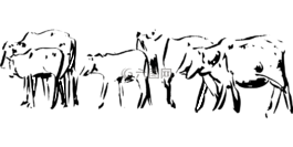 牛,牲畜,動(dòng)物