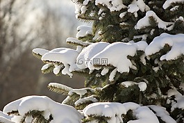 冬天,雪,冷