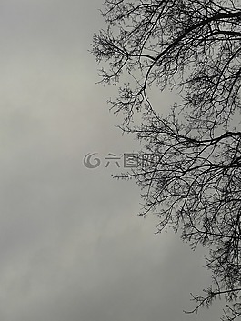 樹,風(fēng)暴,天空
