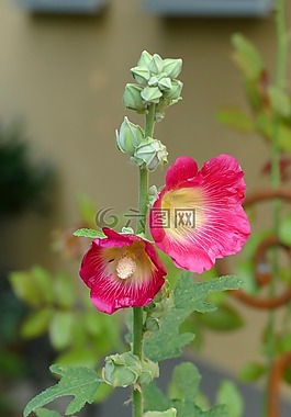 蜀葵,花花園,關(guān)閉