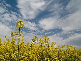 鮮花,雛菊,野生花卉