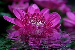 藝術作品,藝術,花