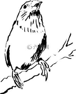 鳥,枝杈,盯著