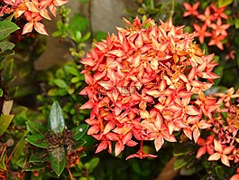 鮮花,性質(zhì),花園