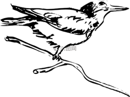 鸟,翅膀,羽毛