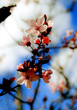 開花,樹,自然