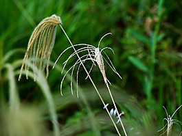 綠色,花園,白