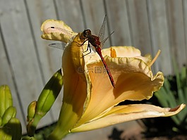 蜻蜓,黃花菜,昆蟲